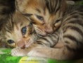 /album/the-long-awaited-litter-a-/a2013-03-30-evening-sunbeam-bengal-cats-bengal-katzen-kitten-bengali-macska-6-jpg/